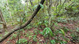 Naked Thai Countryside Couple Fucking in the Woods – Raw Public Outdoor Sex in 4K